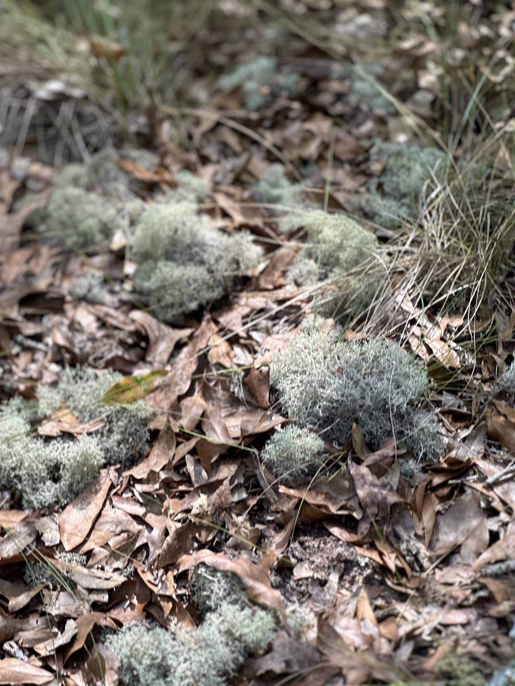 0 Northeast Hillside Ter  