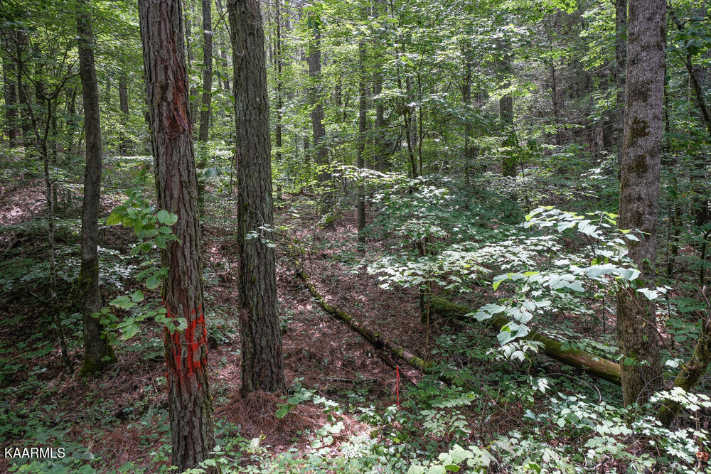 295 Bill Moser Road Vonore, TN 37885 - Photo 23 of 34 DSC08516
