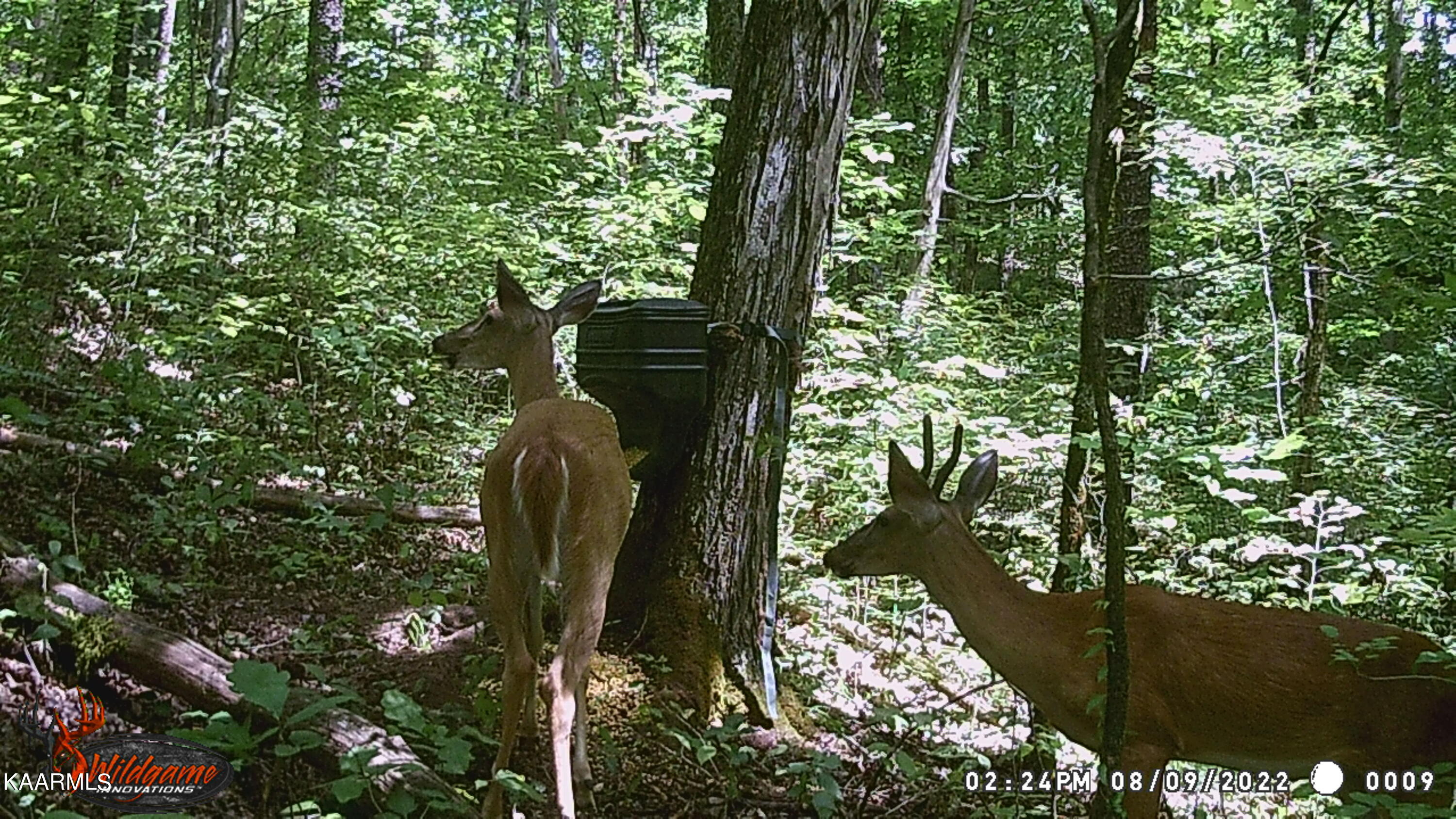 295 Bill Moser Road Vonore, TN 37885 - Photo 25 of 34 WGI_0009 (3)