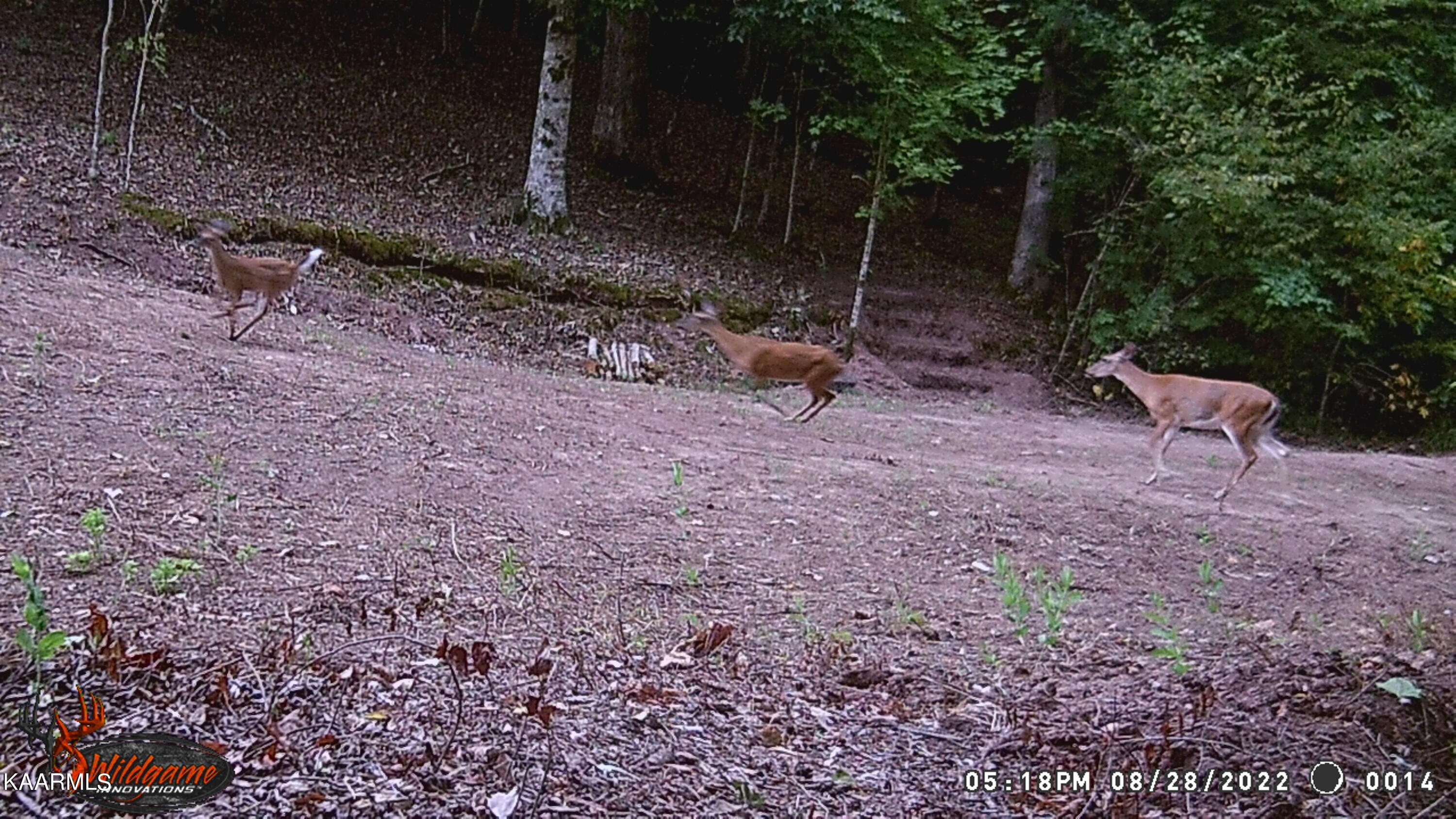 295 Bill Moser Road Vonore, TN 37885 - Photo 28 of 34 WGI_0014 (3)