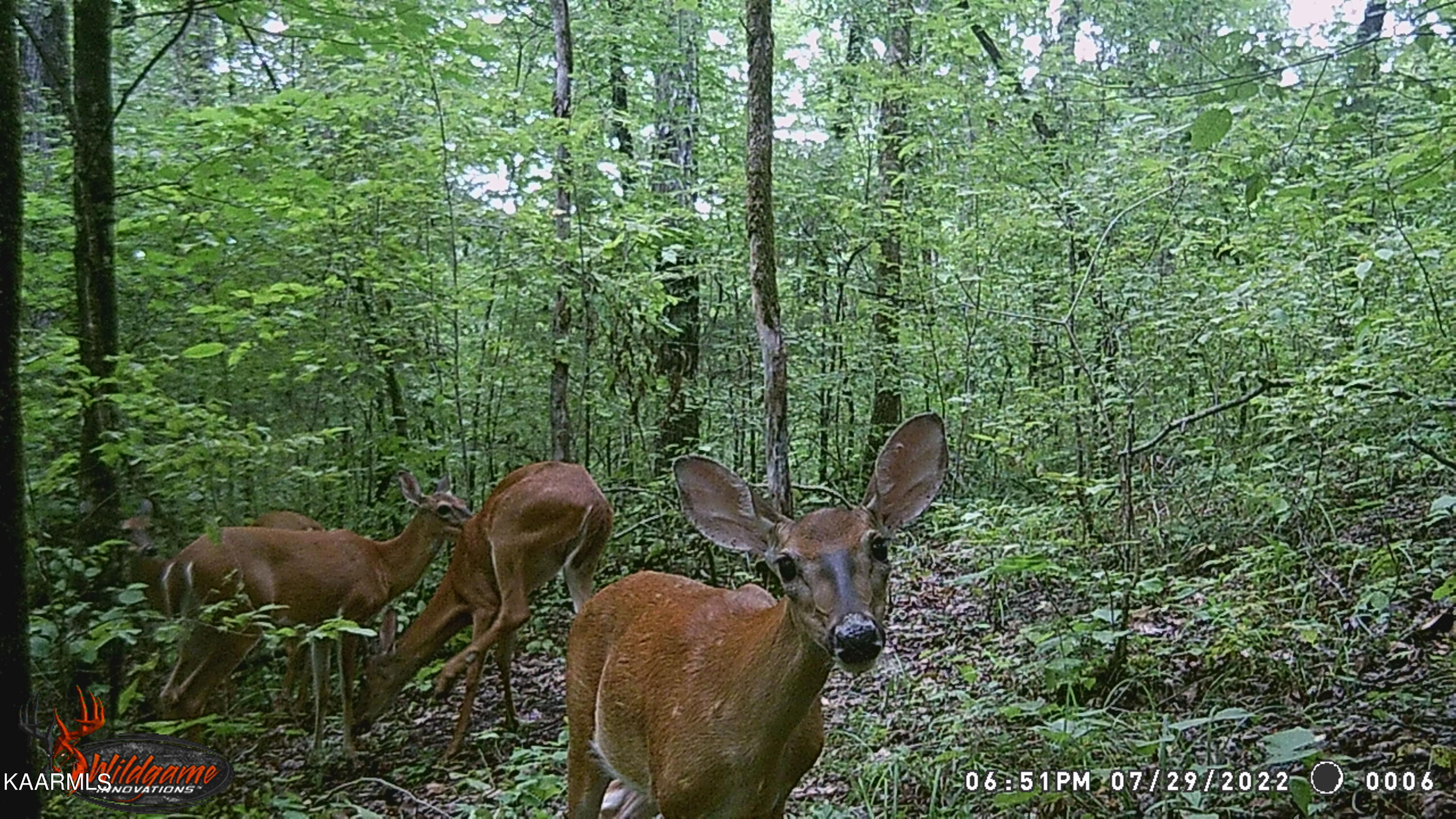 295 Bill Moser Road Vonore, TN 37885 - Photo 32 of 34 WGI_0006