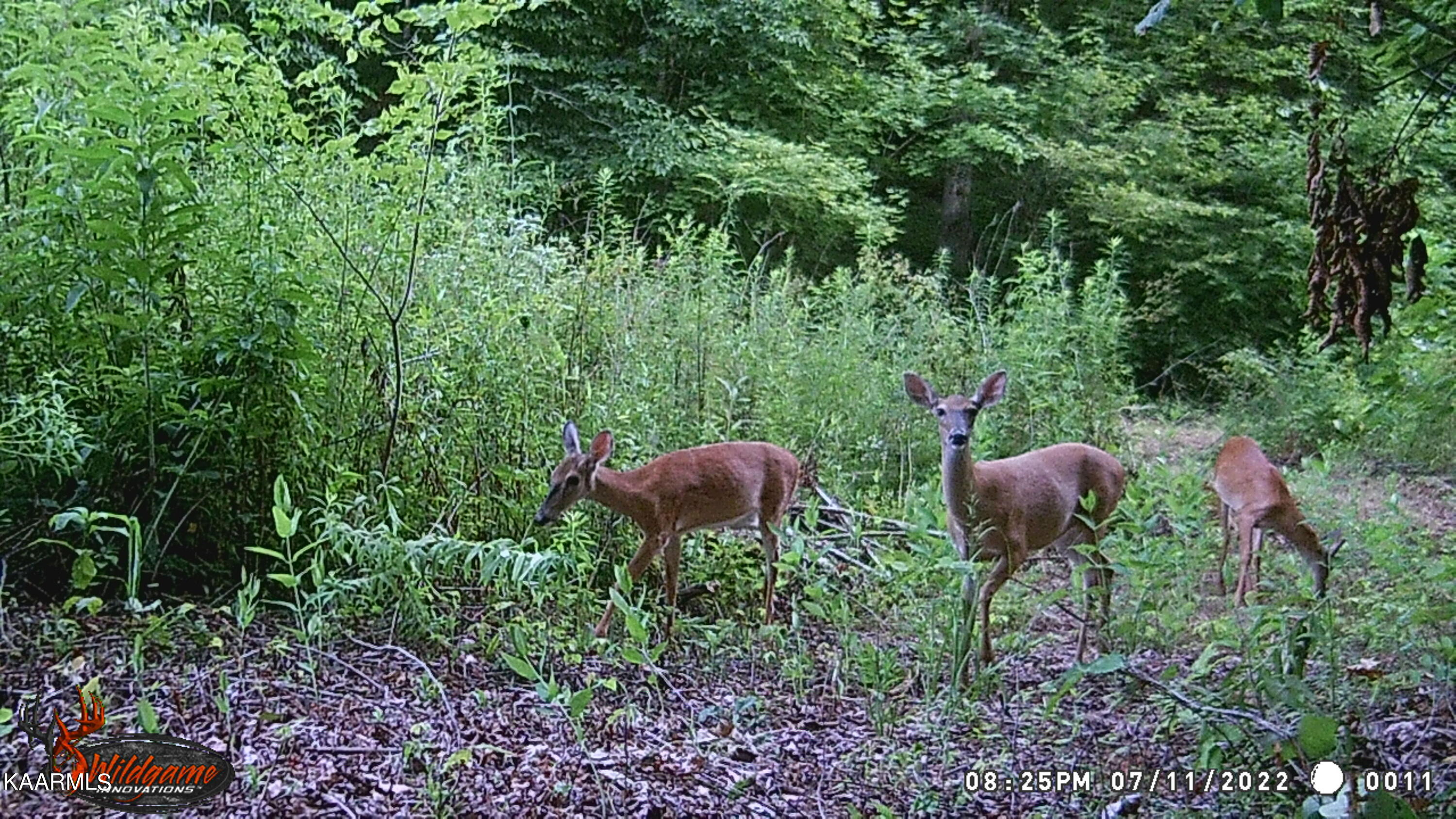 295 Bill Moser Road Vonore, TN 37885 - Photo 34 of 34 WGI_0011
