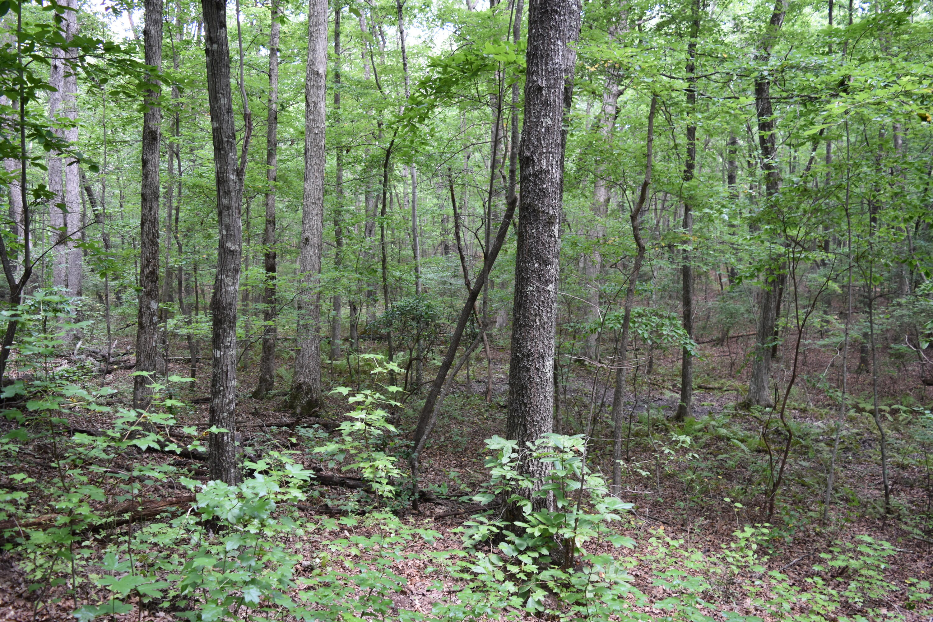 0 Deepwoods Road, Unit LOT 8 COOLEYS RIFT Sewanee, TN 37375 - Photo 10 of 23 DSC_0089