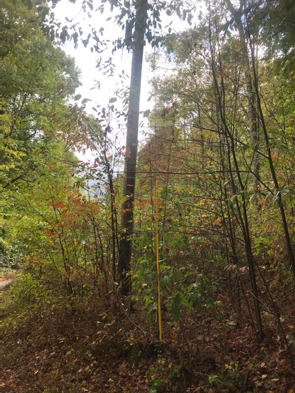 367.46 Flat Branch Road Del Rio, TN 37727 - Photo 14 of 32 Cocke County Pic3