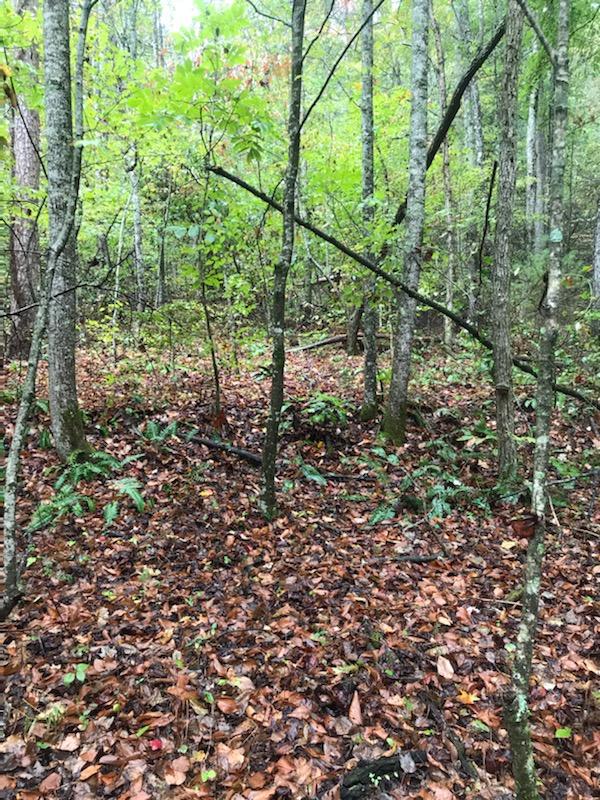 367.46 Flat Branch Road Del Rio, TN 37727 - Photo 3 of 32 Cocke County Pic7