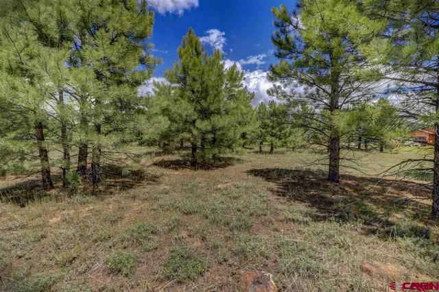 a view of a yard with plants and large trees