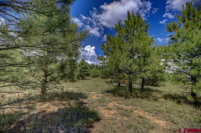 a view of a forest with a tree