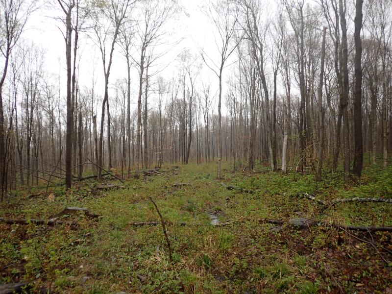 0 Blair Kiln Road Chateaugay, NY 12920 - Photo 12 of 21 Gallery Image 12