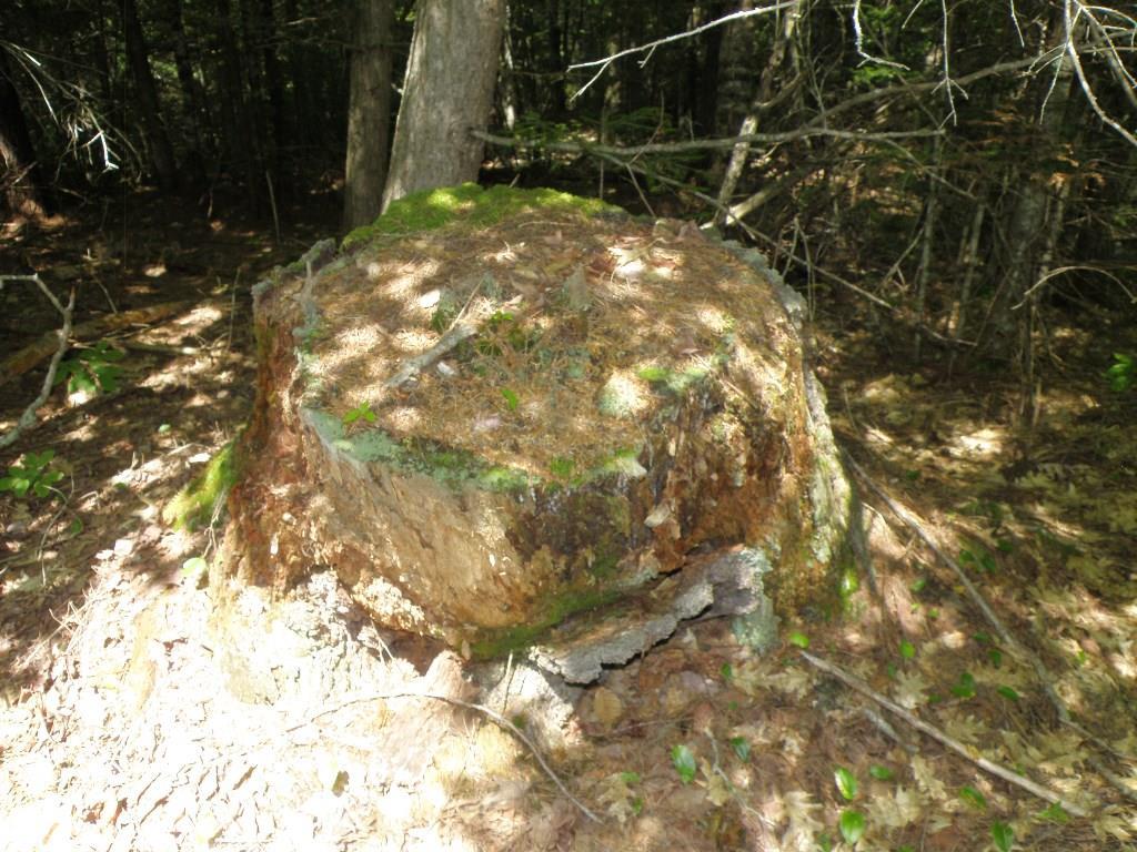 72 West Old Main Road Burlington, ME 04417 - Photo 14 of 17 Yes- dinosaurs once roamed this land ...