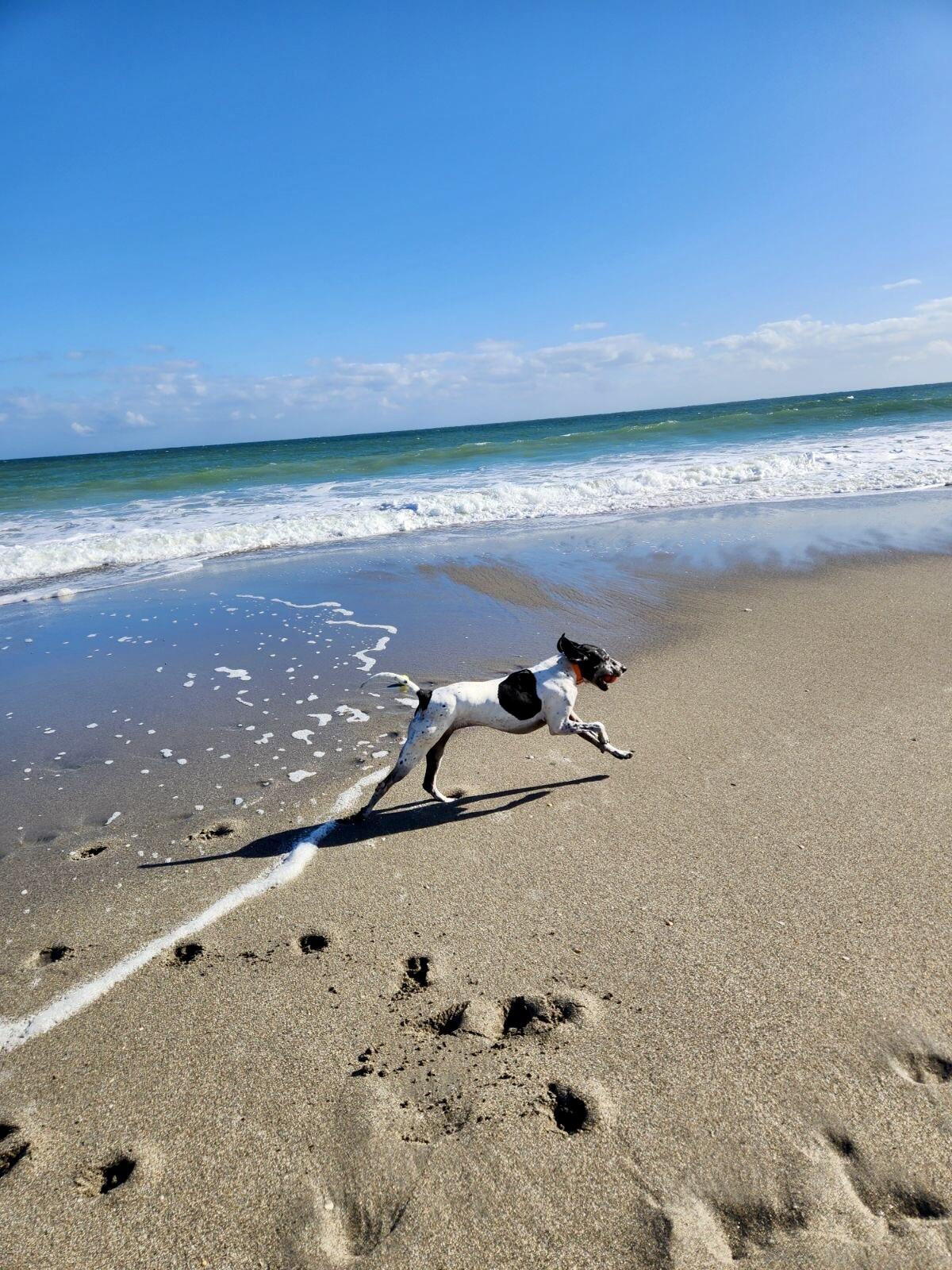 1605 Highway 1, Unit 14E Jupiter, FL 33477 - Photo 31 of 34 Beach days with your dog .3 miles away