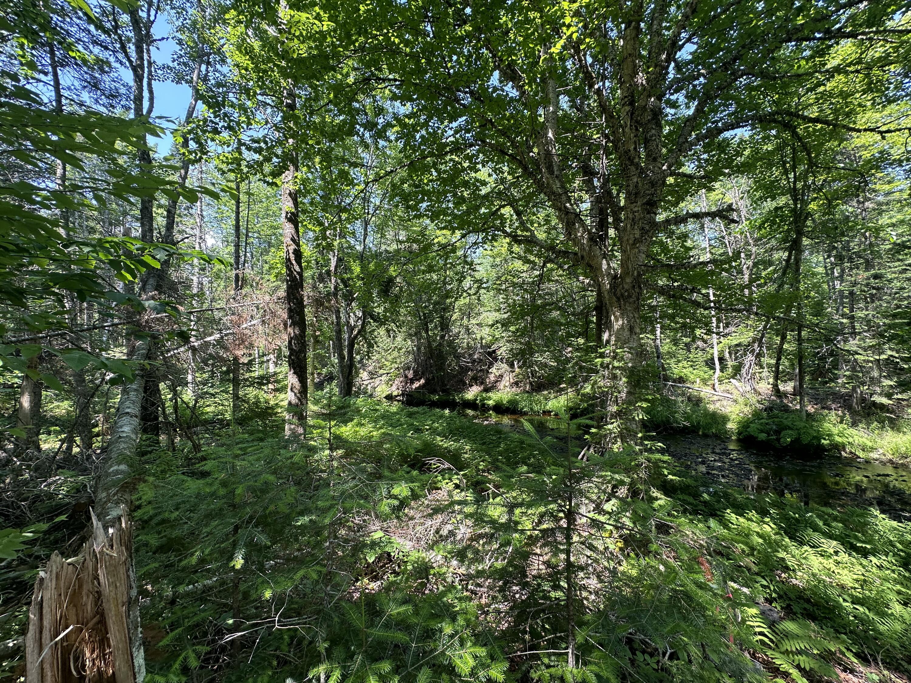 Lot 6 Estabrook Road Amity, ME 04471 - Photo 10 of 18 IMG_9778