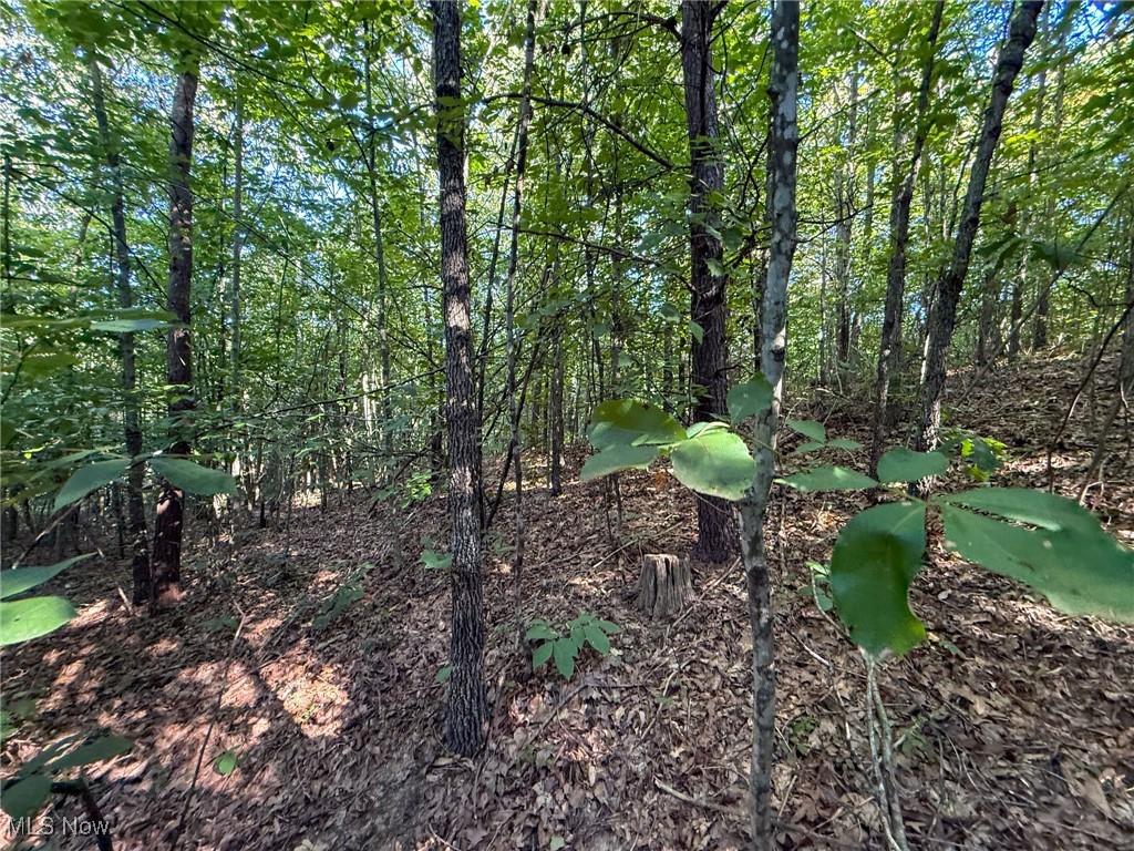 Mudsoc Road Patriot, OH 45658 - Photo 14 of 23 View of tree filled area