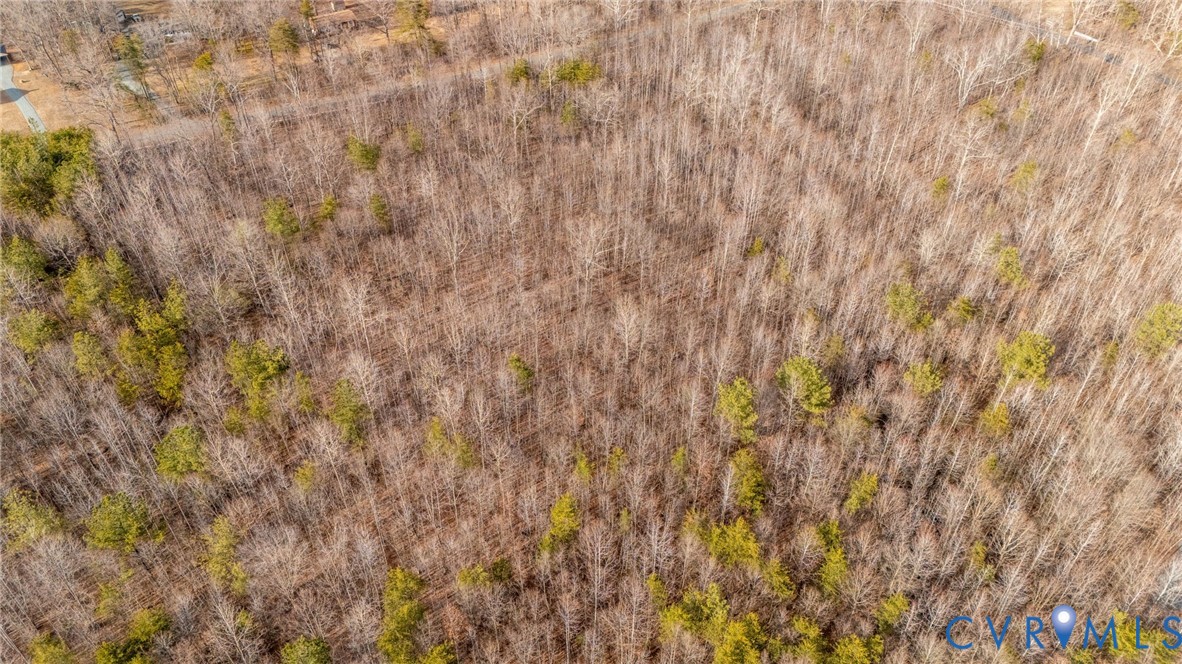 Lot 82 Cosner Road Louisa, VA 23093 - Photo 6 of 10 a close up view of a plant