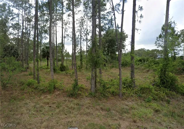 a view of a forest with trees in the background