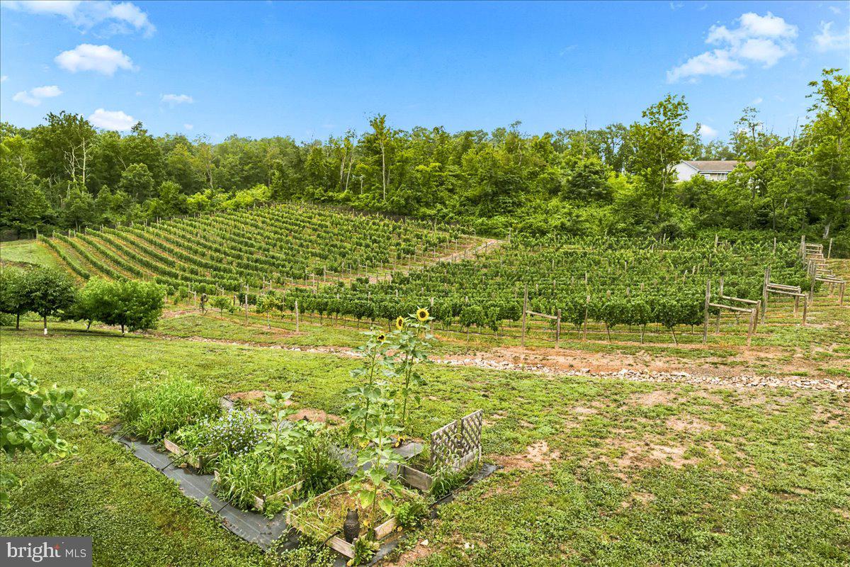1309 Redland Road Cross Junction, VA 22625 - Photo 78 of 84