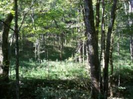 0 Watson Hollow Road Silver Point, TN 38582 - Photo 2 of 5