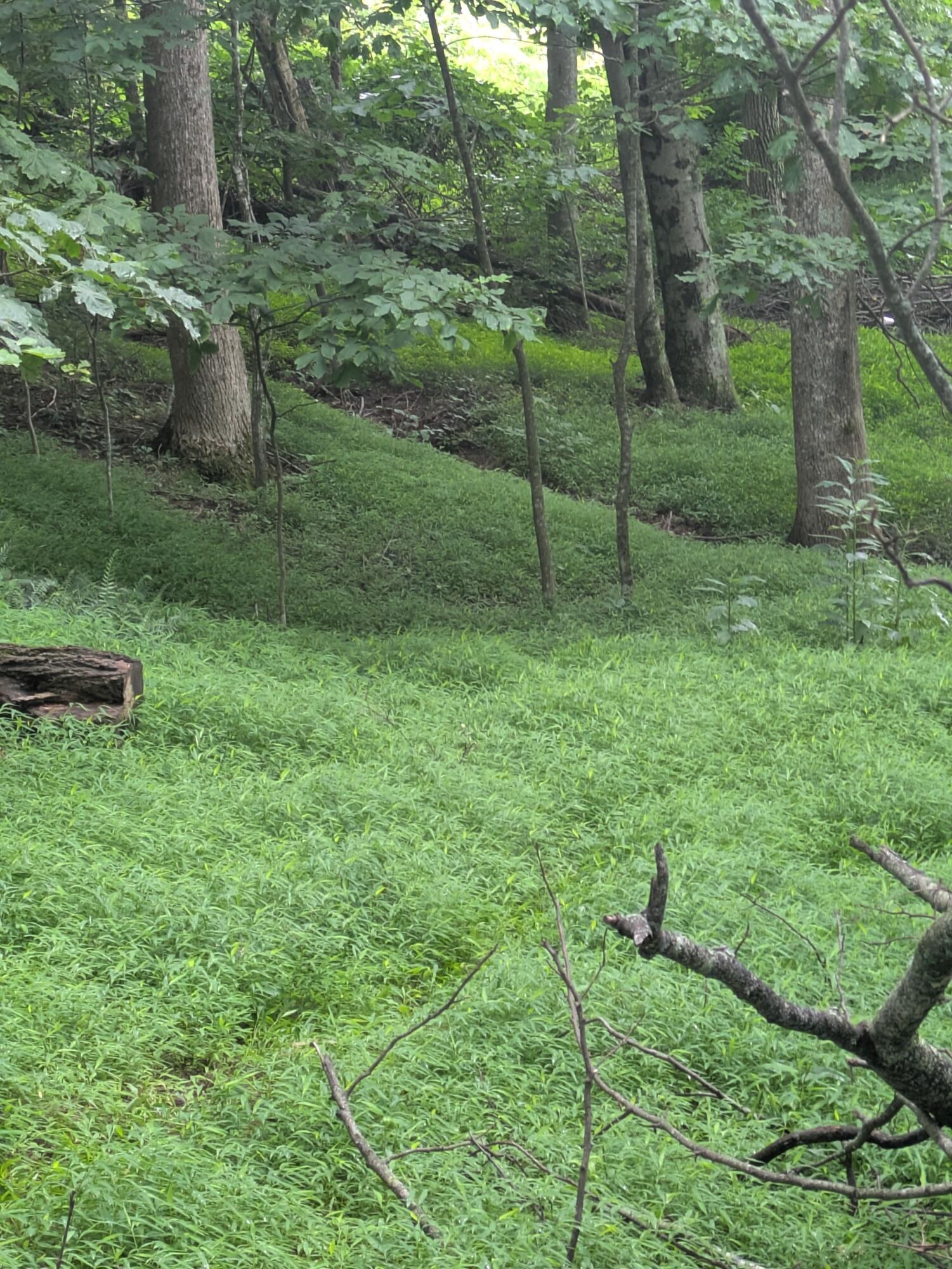 Lot 5 Elk Spur Road Fancy Gap, VA 24328 - Photo 1 of 13 PXL_20250722_161356882.MP