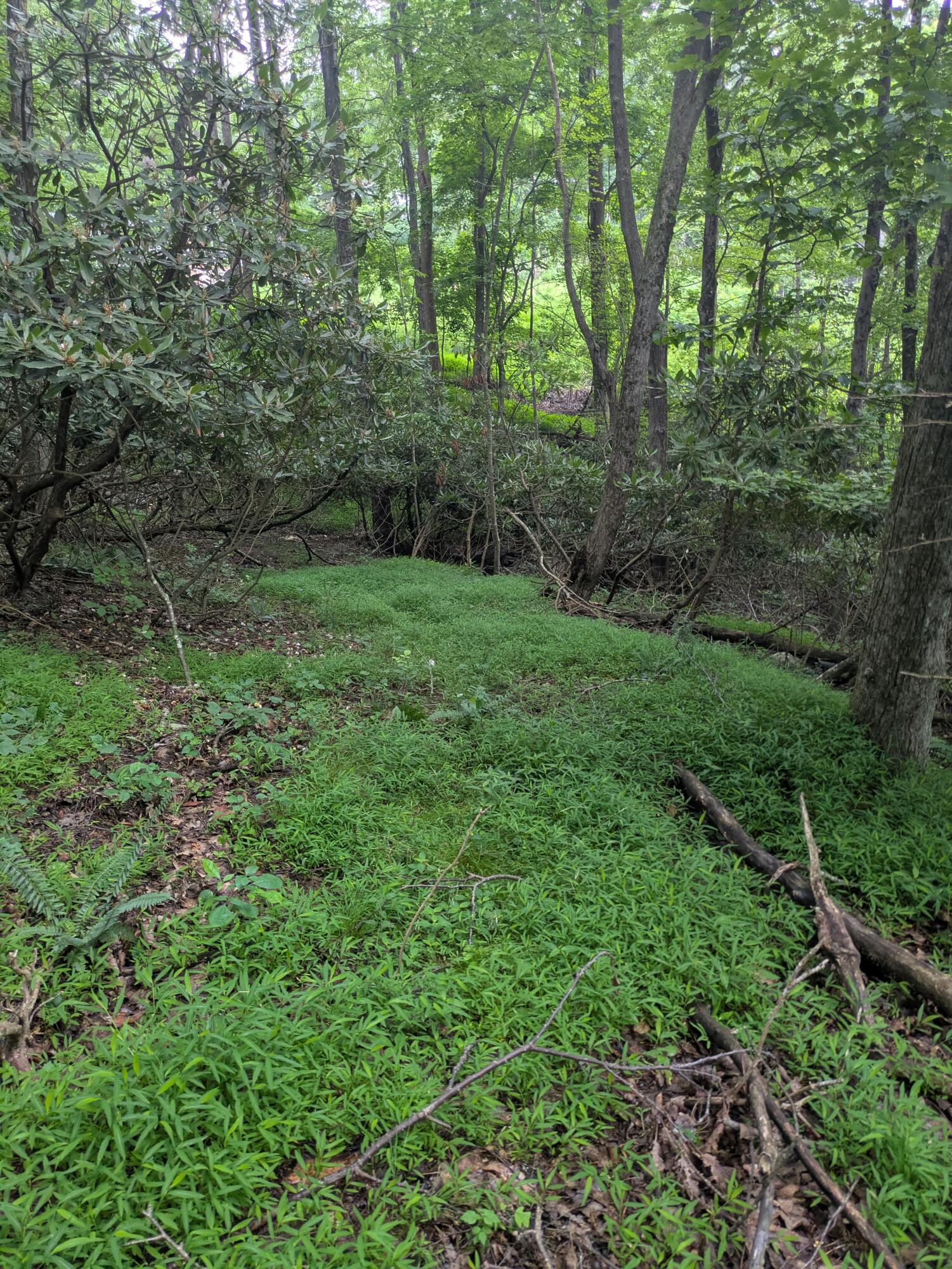 Lot 5 Elk Spur Road Fancy Gap, VA 24328 - Photo 2 of 13 PXL_20250722_161202824