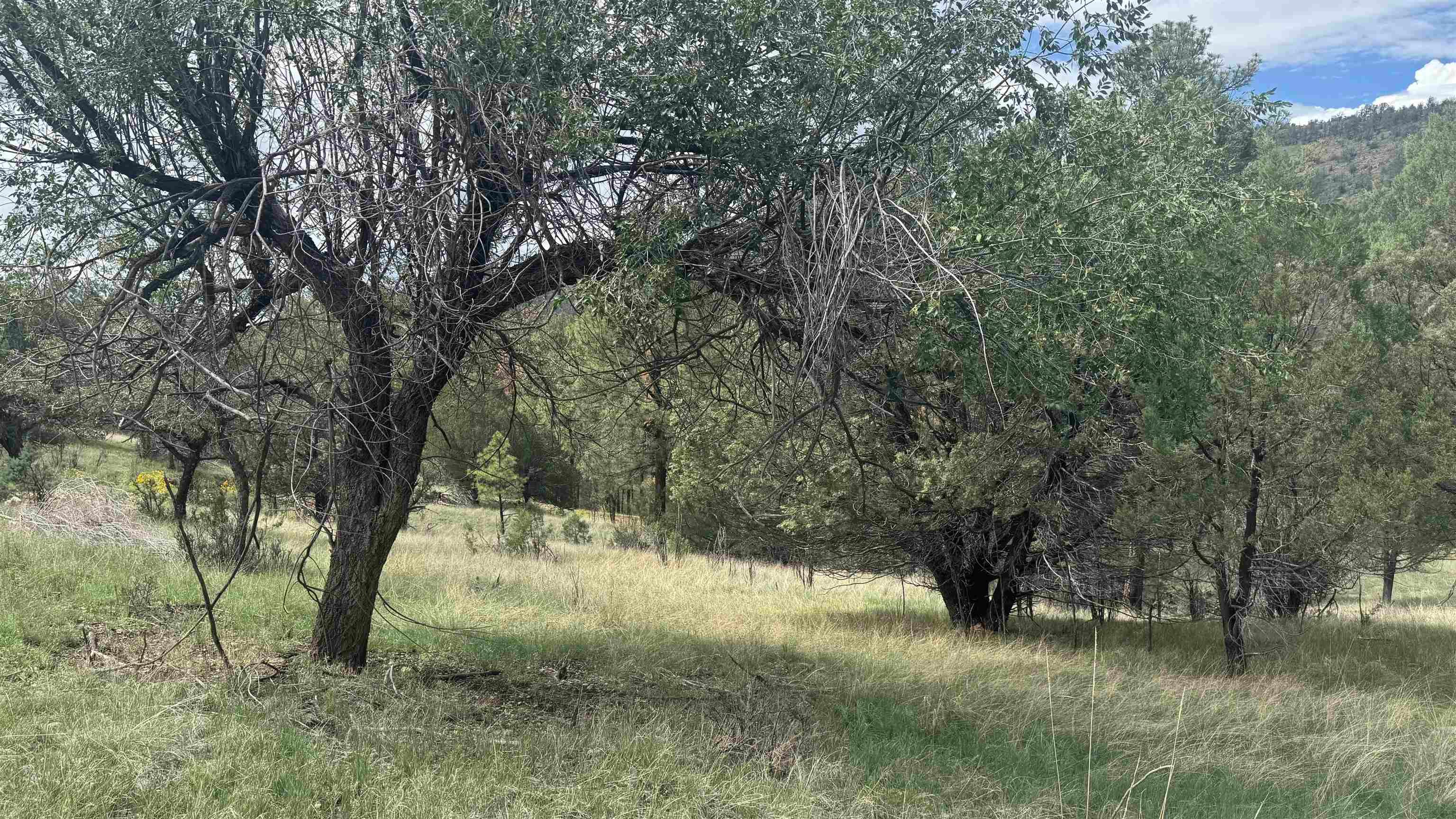 1826 A Rio Penasco Road Mayhill, NM 88339 - Photo 3 of 7 Gallery Image 3