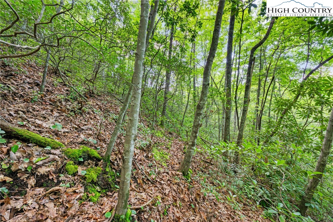 Lot 330 Pepperroot Road Boone, NC 28607 - Photo 11 of 16 a view of a garden