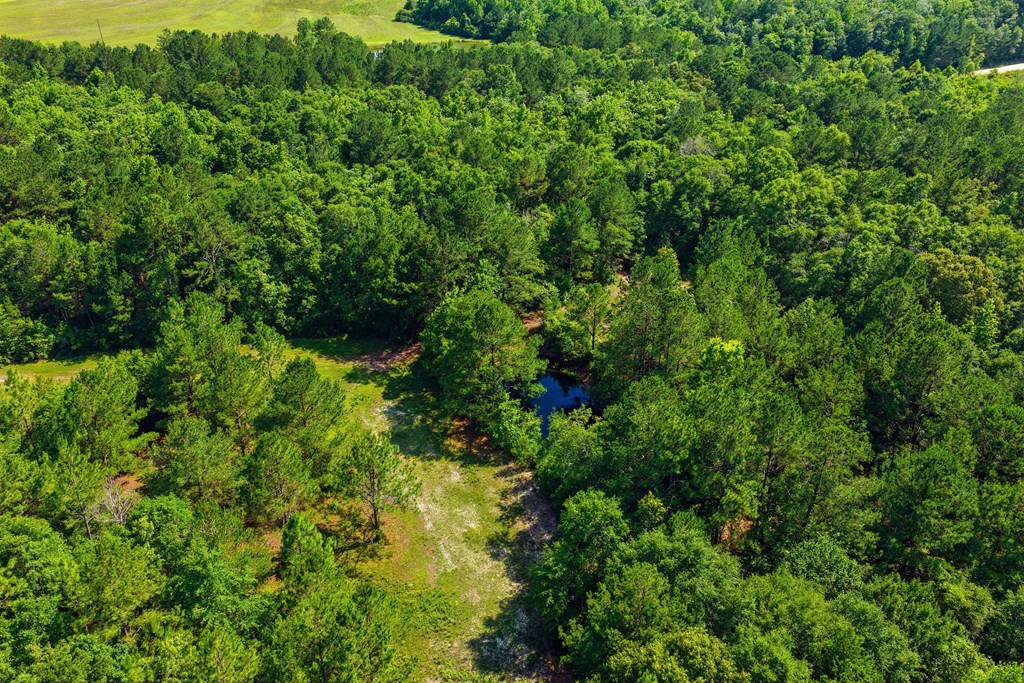 Lot #3 Crosby Clark Road Opp, AL 36467 - Photo 6 of 15
