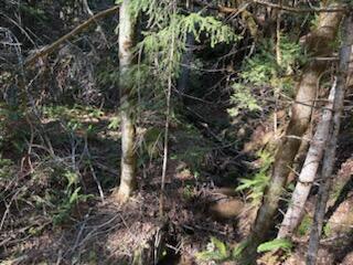 Johnson Gulch ck goes thru property.
