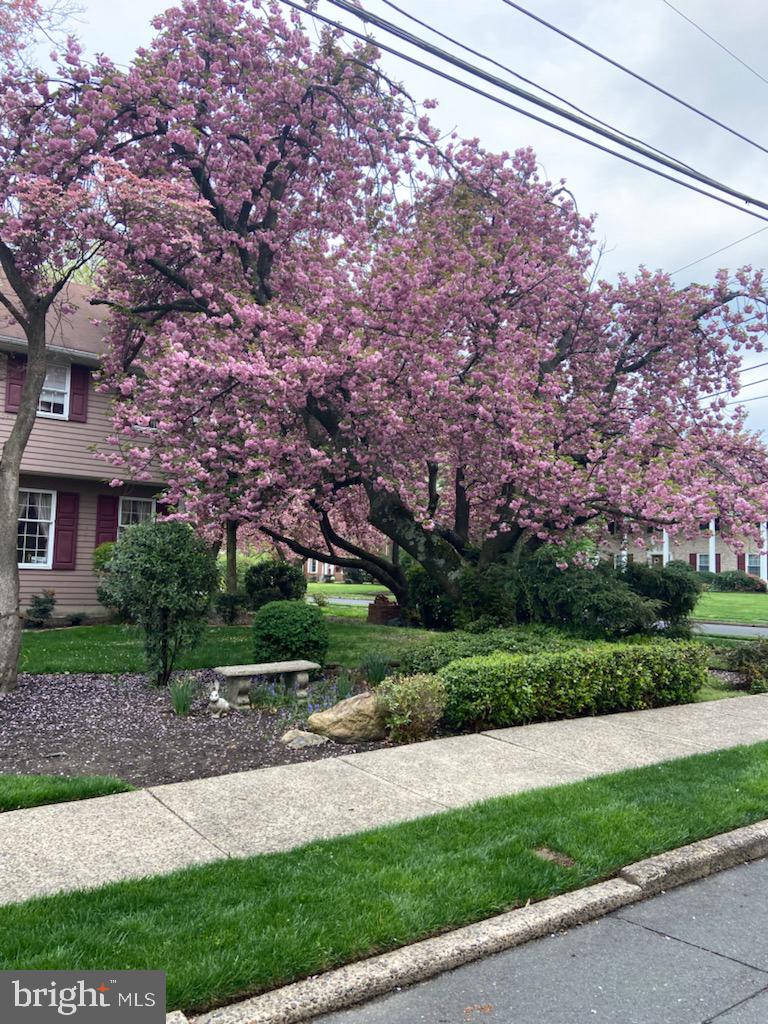25 Bala Road Cherry Hill, NJ 08002 - Photo 5 of 54 Cherry Blossoms in Bloom