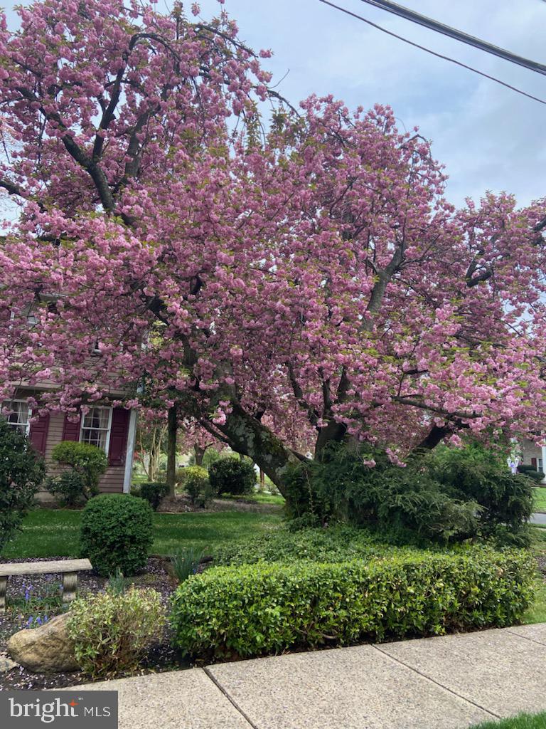 25 Bala Road Cherry Hill, NJ 08002 - Photo 54 of 54 Beautiful Front yard Cherry Blossoms in Bloom
