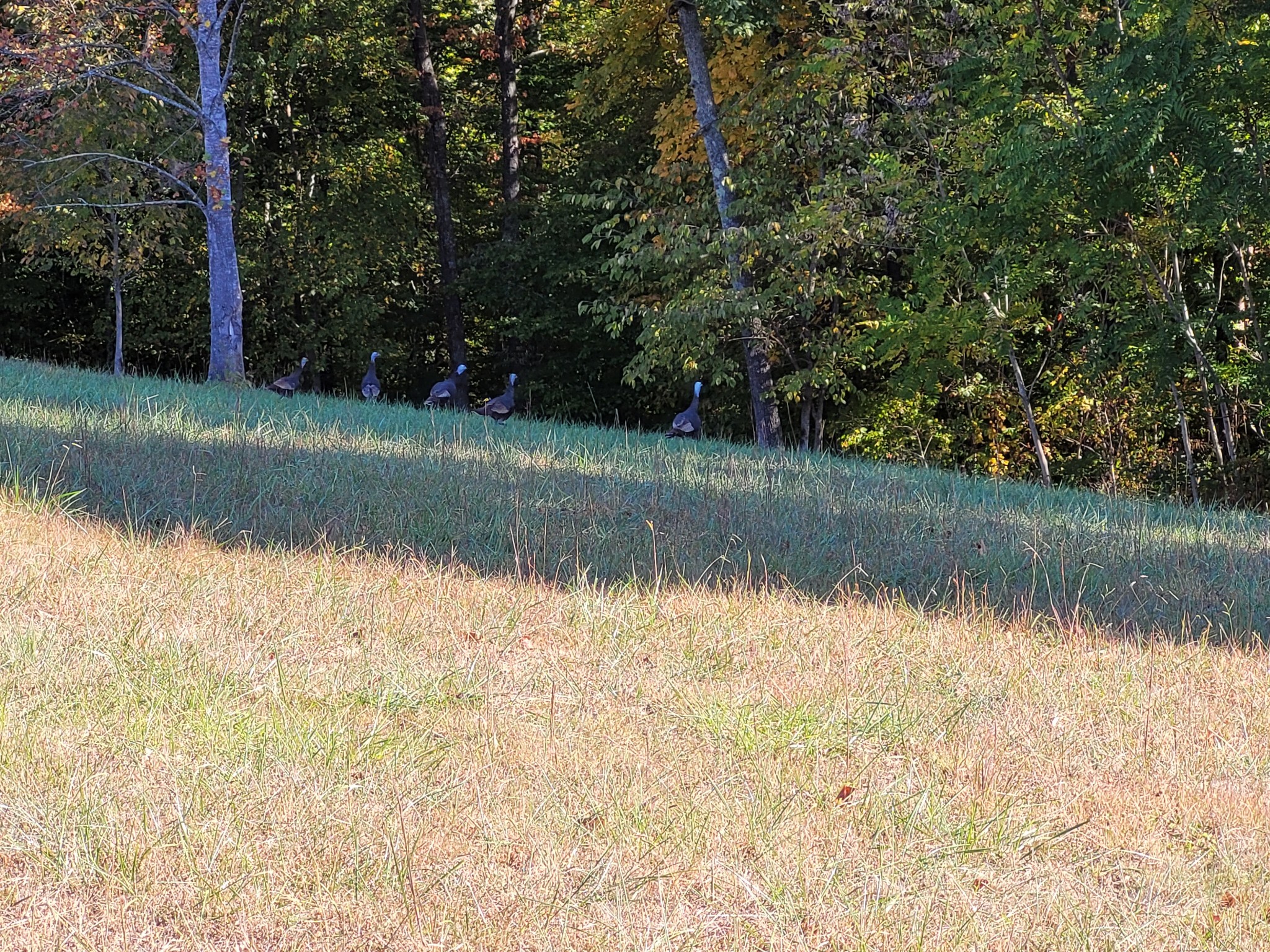 9871 Mt Pleasant Cemetery Road Primm Springs, TN 38476 - Photo 13 of 68 Gallery Image 13