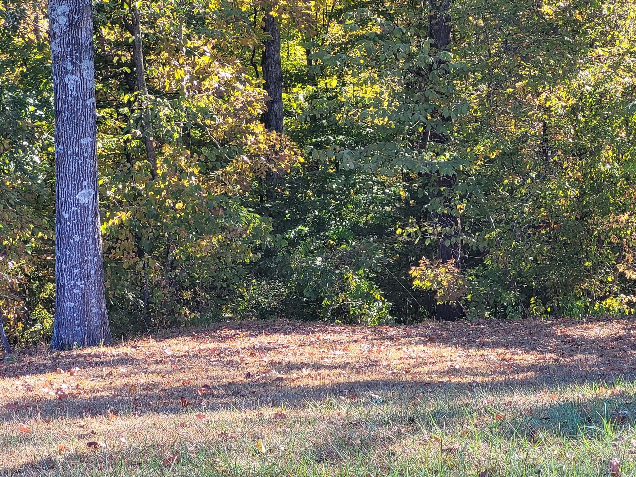 9871 Mt Pleasant Cemetery Road Primm Springs, TN 38476 - Photo 14 of 68 Gallery Image 14