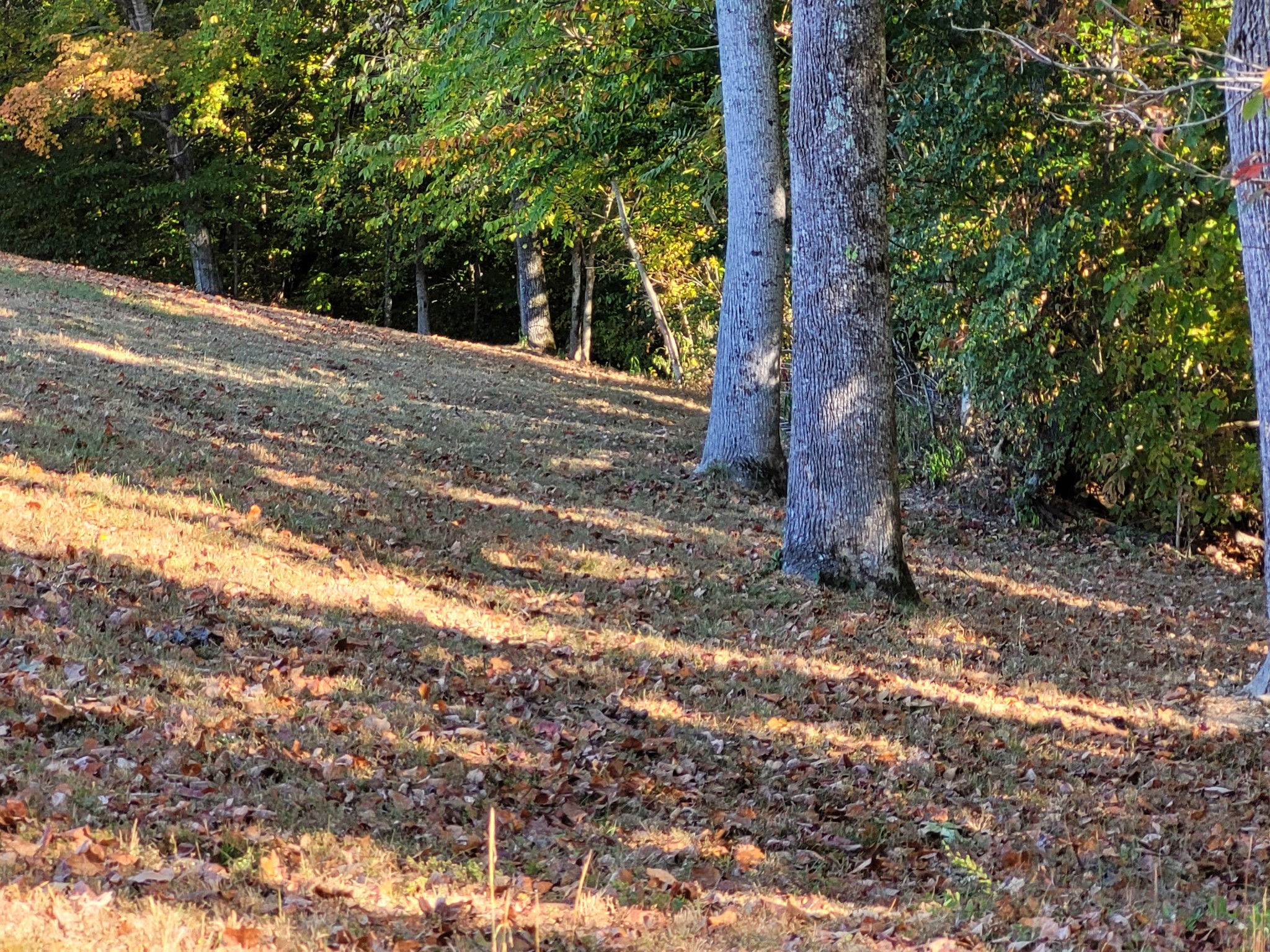 9871 Mt Pleasant Cemetery Road Primm Springs, TN 38476 - Photo 16 of 68 Gallery Image 16