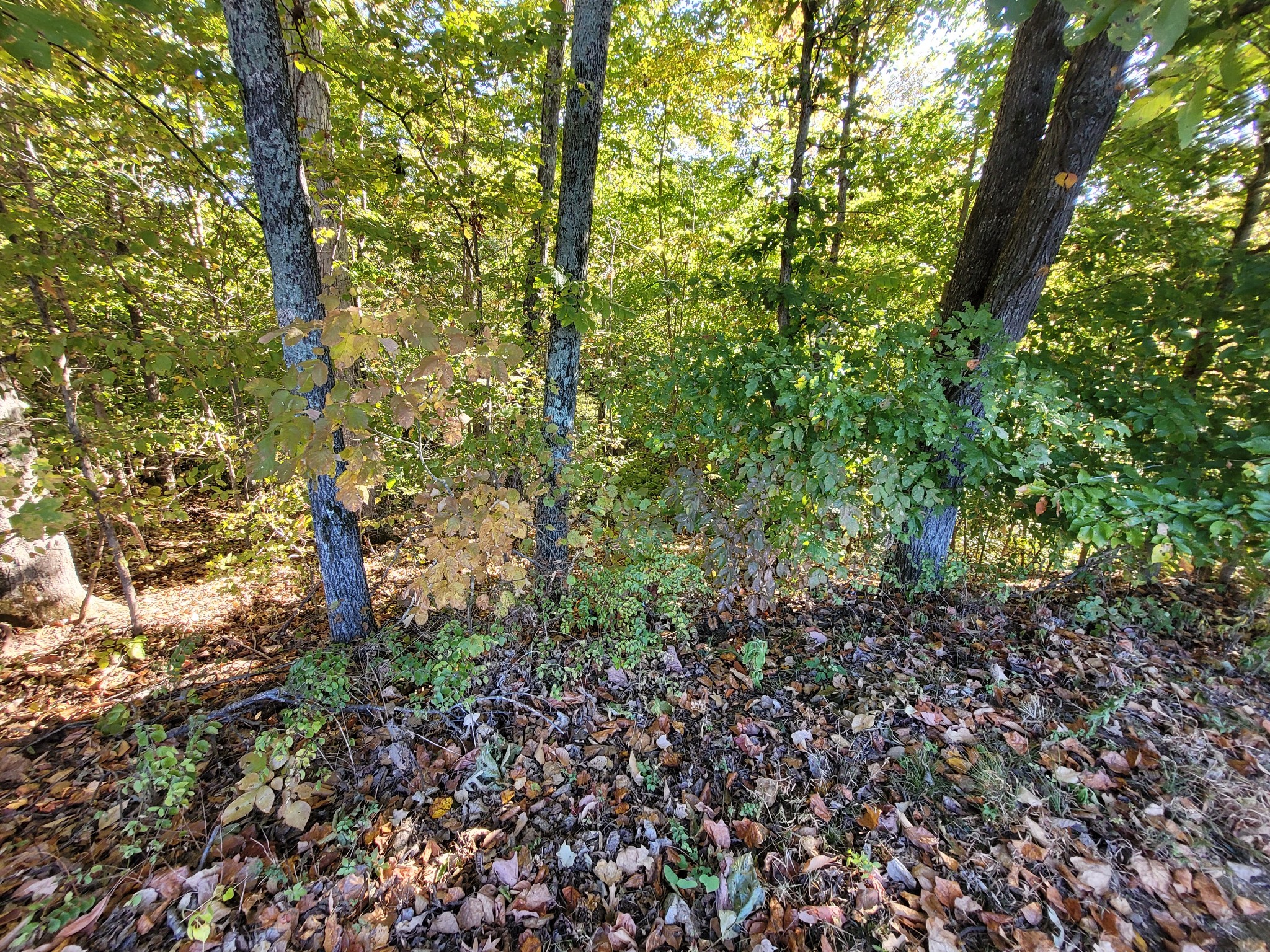 9871 Mt Pleasant Cemetery Road Primm Springs, TN 38476 - Photo 17 of 68 Gallery Image 17