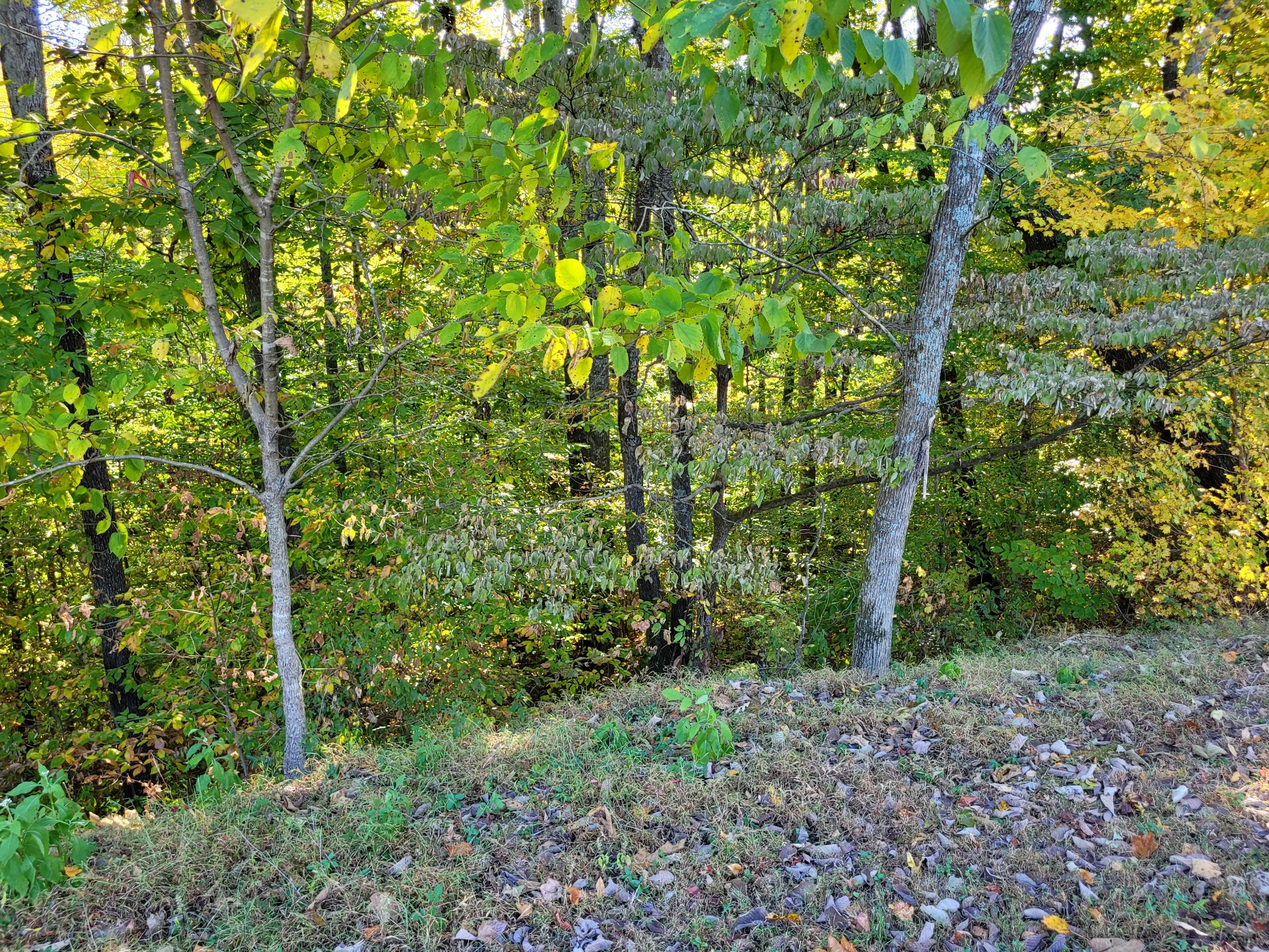 9871 Mt Pleasant Cemetery Road Primm Springs, TN 38476 - Photo 23 of 68 Gallery Image 23