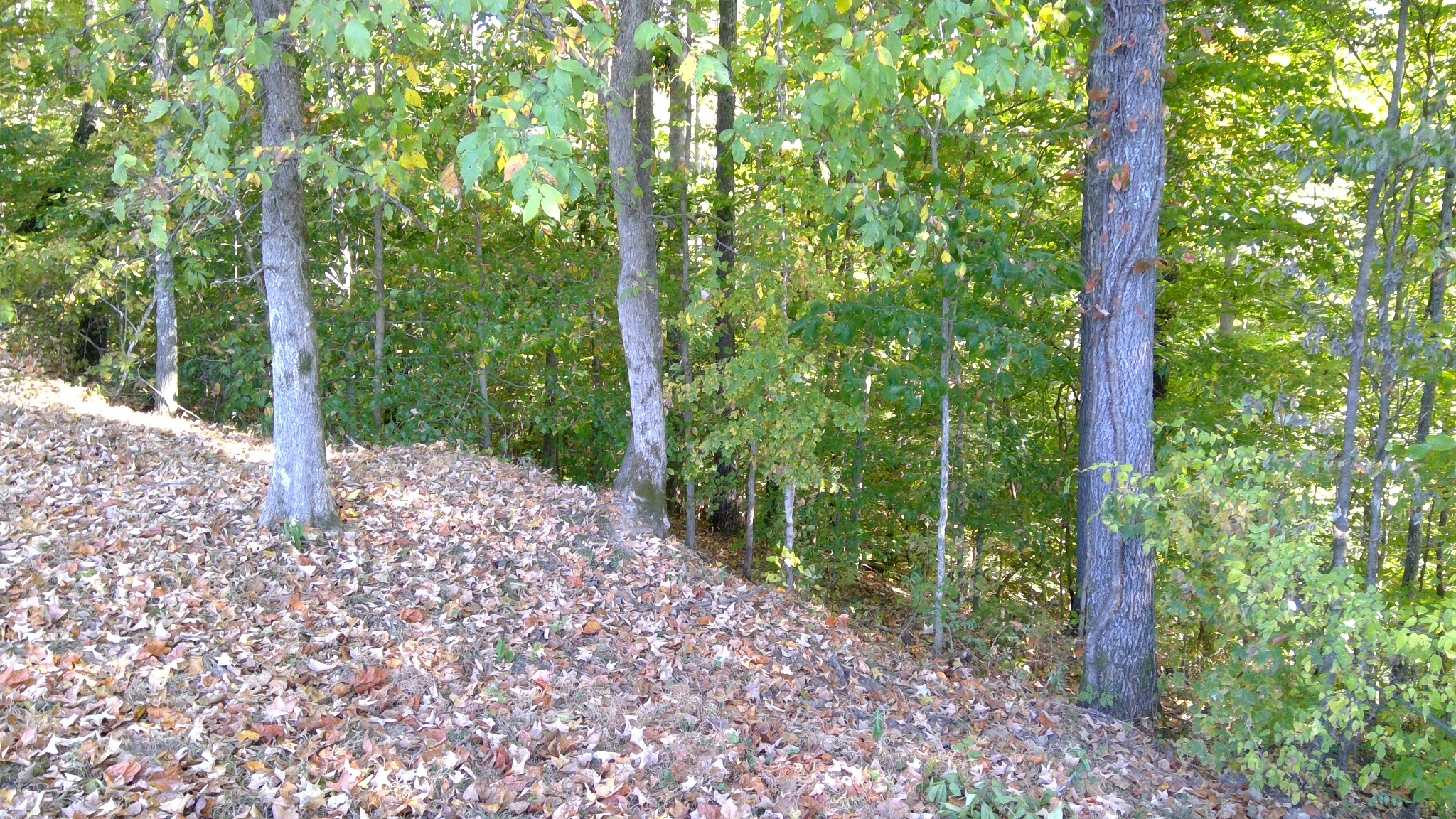 9871 Mt Pleasant Cemetery Road Primm Springs, TN 38476 - Photo 66 of 68 Gallery Image 66