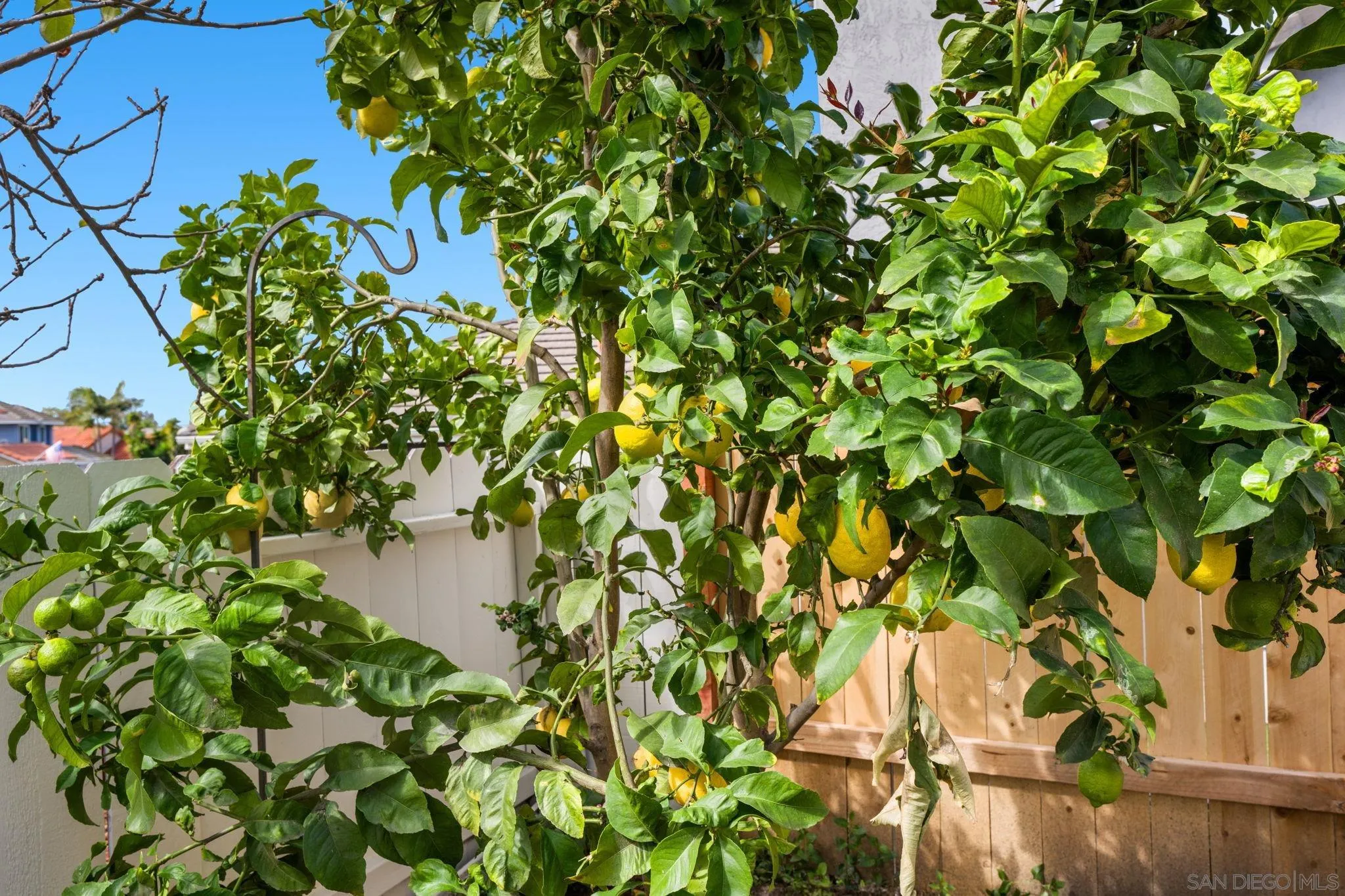 5392 Blackberry Way Oceanside, CA 92057 - Photo 33 of 37 a backyard of a house