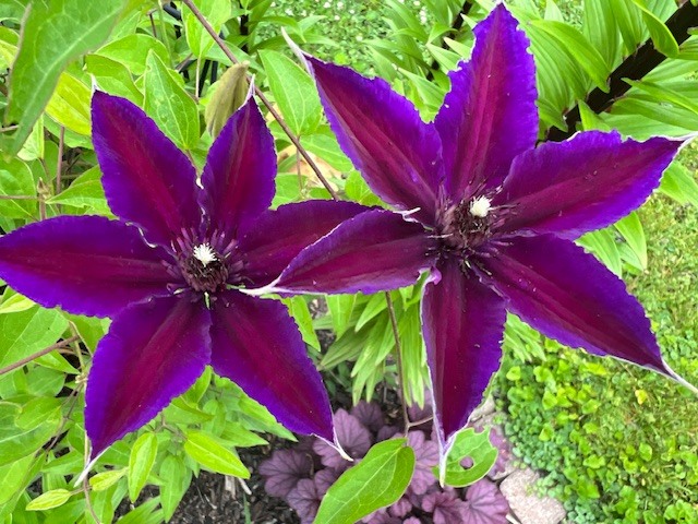8911 Ramble Road Wonder Lake, IL 60097 - Photo 25 of 36 a view of a flower in a garden