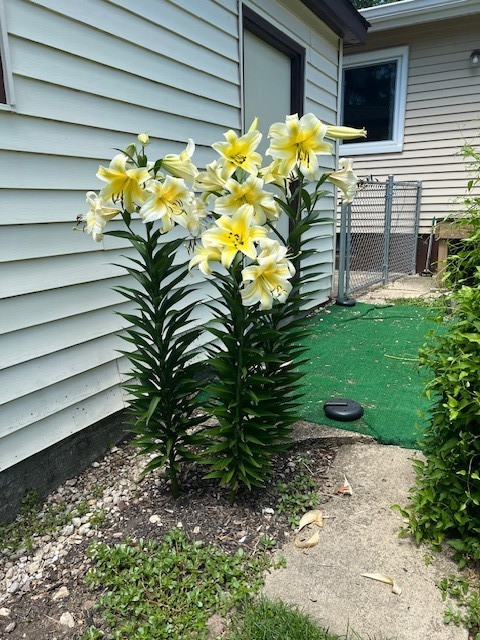 8911 Ramble Road Wonder Lake, IL 60097 - Photo 26 of 36 a plant that is sitting in front of a house