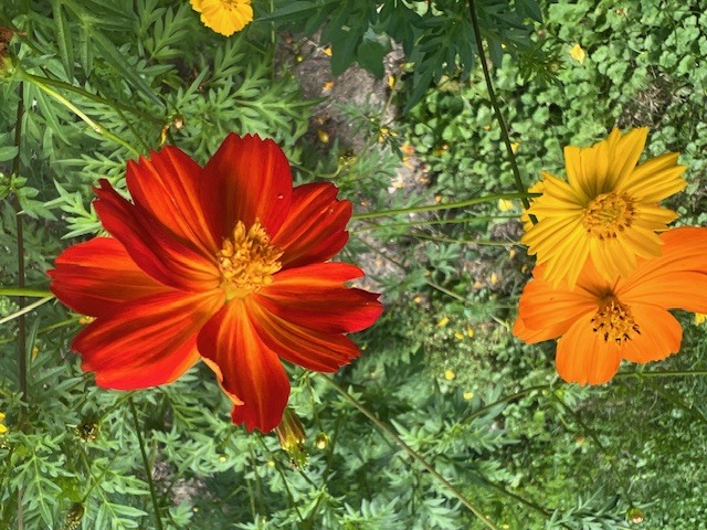8911 Ramble Road Wonder Lake, IL 60097 - Photo 27 of 36 a view of an outdoor space