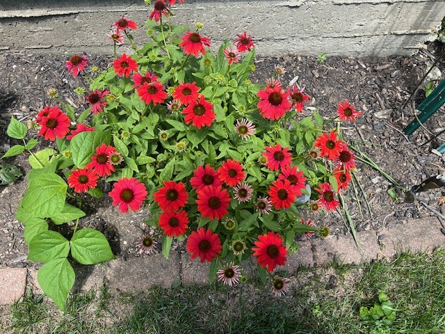 8911 Ramble Road Wonder Lake, IL 60097 - Photo 28 of 36 a view of a flower flowers in a lot