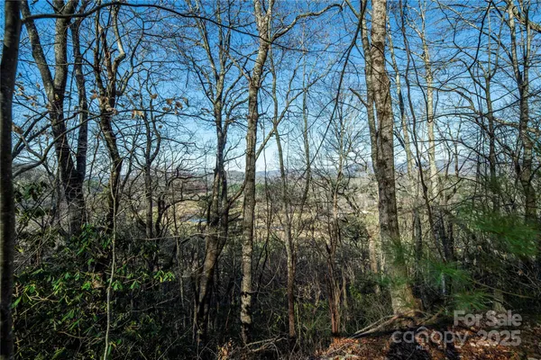 a view of forest