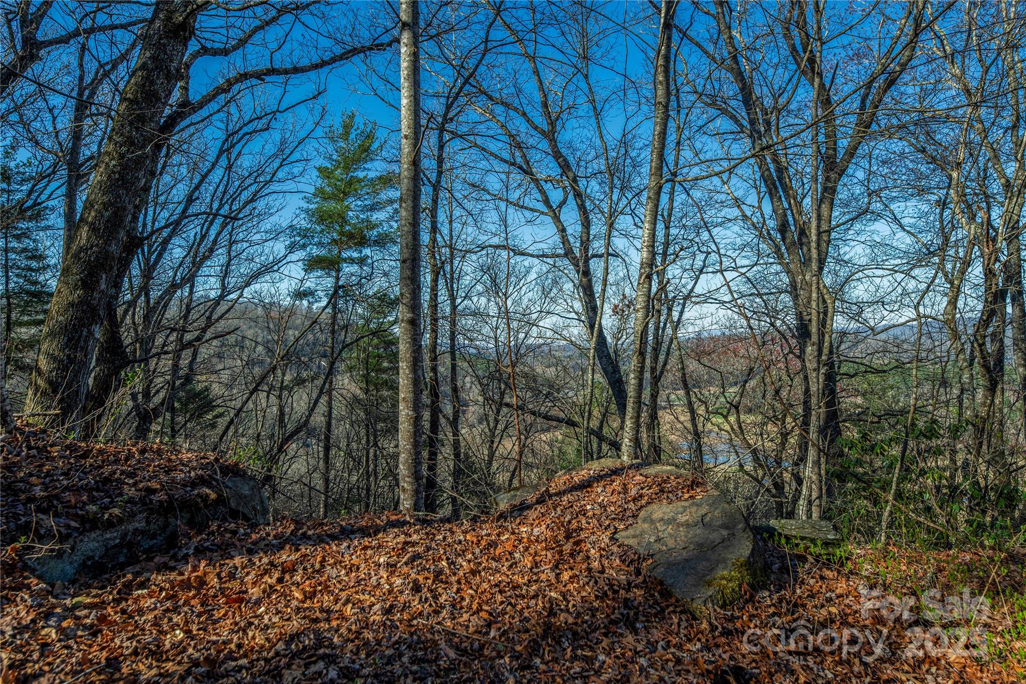 Three Three Mile Knob Road, Unit L1 Pisgah Forest, NC 28768 - Photo 6 of 11 a view of a forest filled with trees