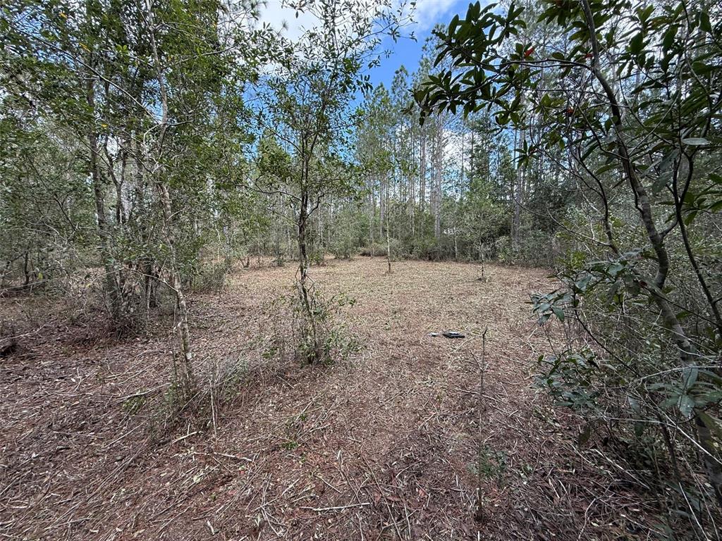 859 Wild Cur Road Pierson, FL 32180 - Photo 5 of 19 a view of a forest with trees in the background