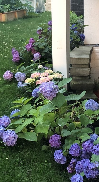 20 Bates Point Road Webster, MA 01570 - Photo 29 of 32 a view of a flower in a yard