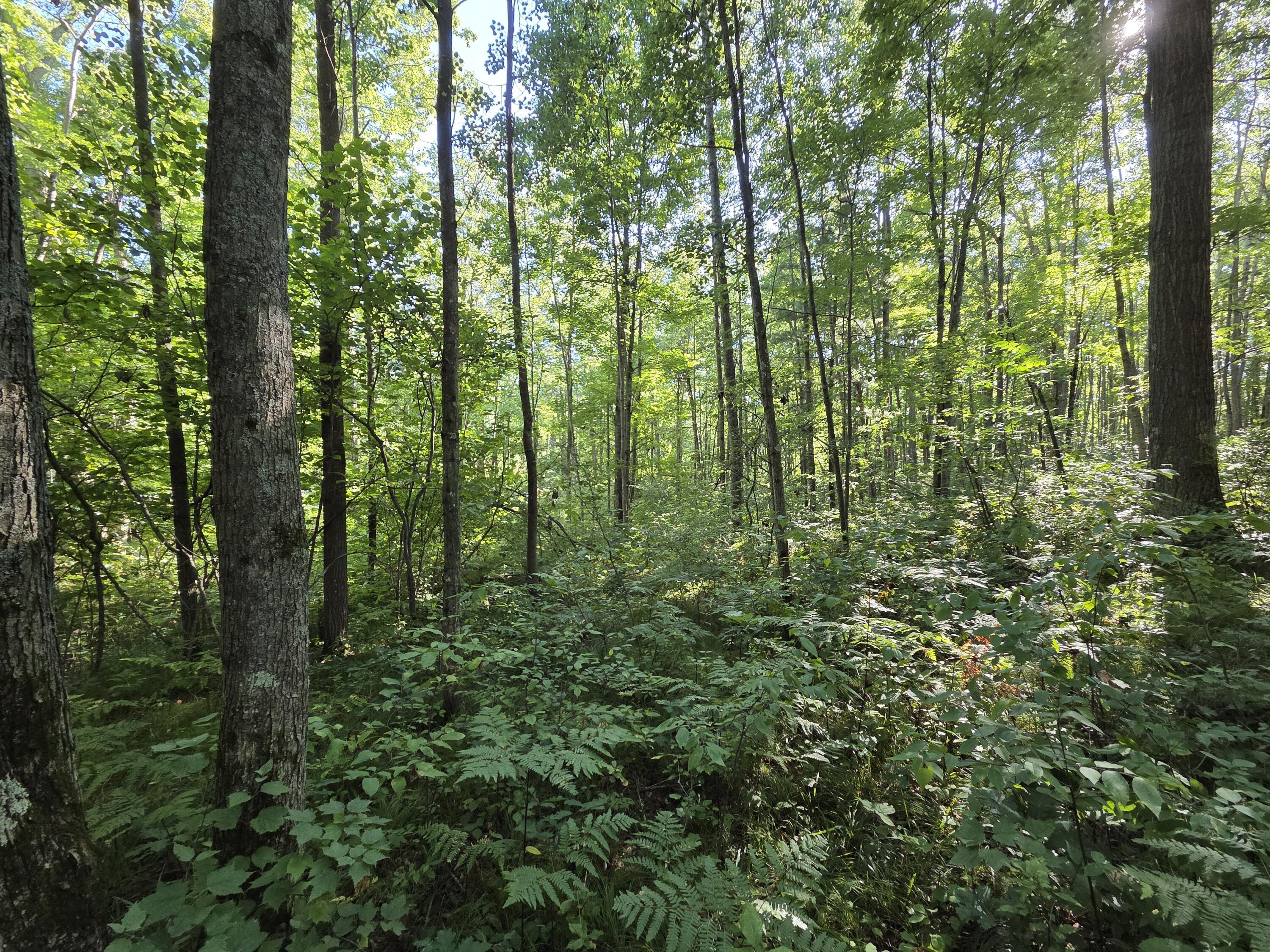 4298 East 5 Mile Road Luther, MI 49656 - Photo 18 of 22 20250828_173145