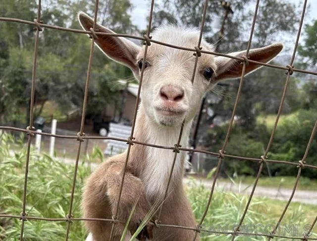 11802 Hi Ridge Road Lakeside, CA 92040 - Photo 40 of 45 The GOAT!