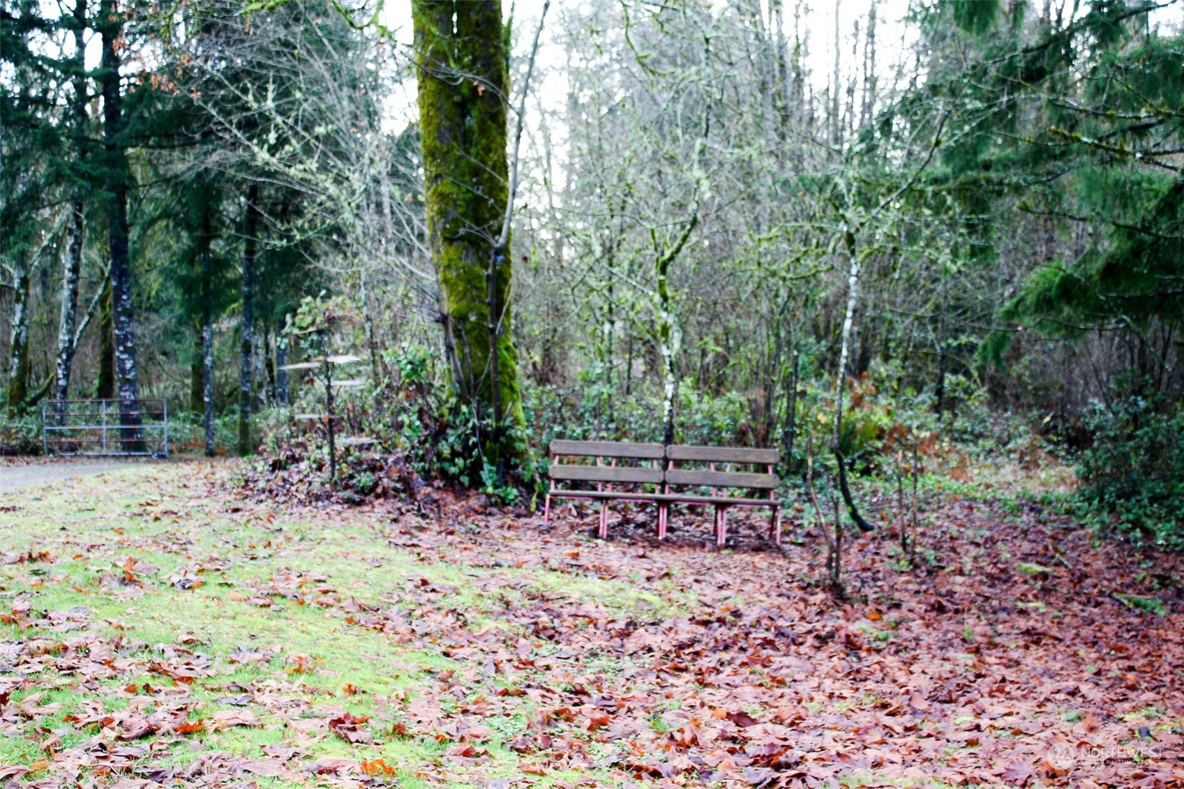 7608 Southwest Scatter View Lane Rochester, WA 98579 - Photo 15 of 23 a view of a forest with trees