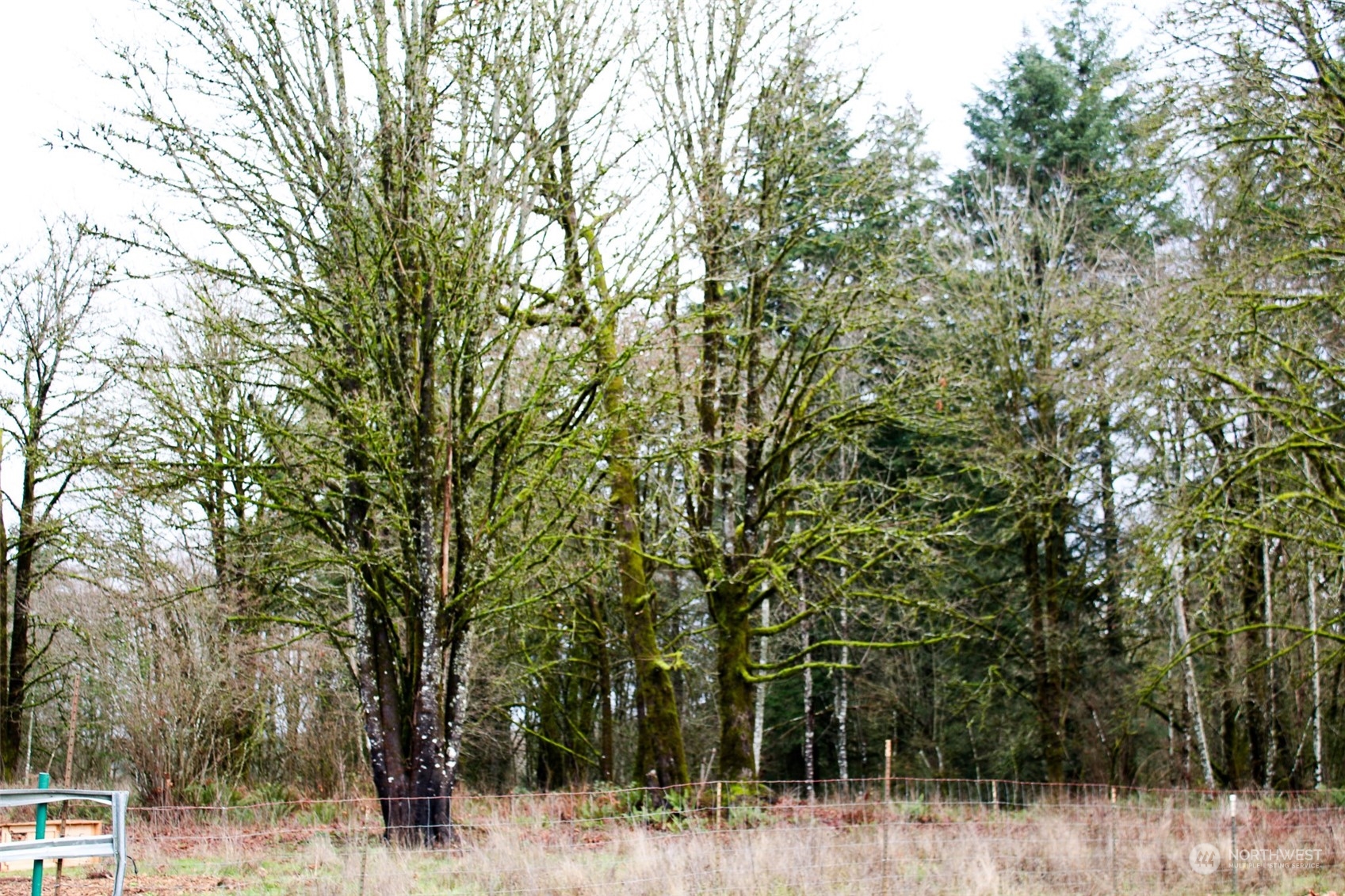 7608 Southwest Scatter View Lane Rochester, WA 98579 - Photo 19 of 23 a view of a forest filled with trees