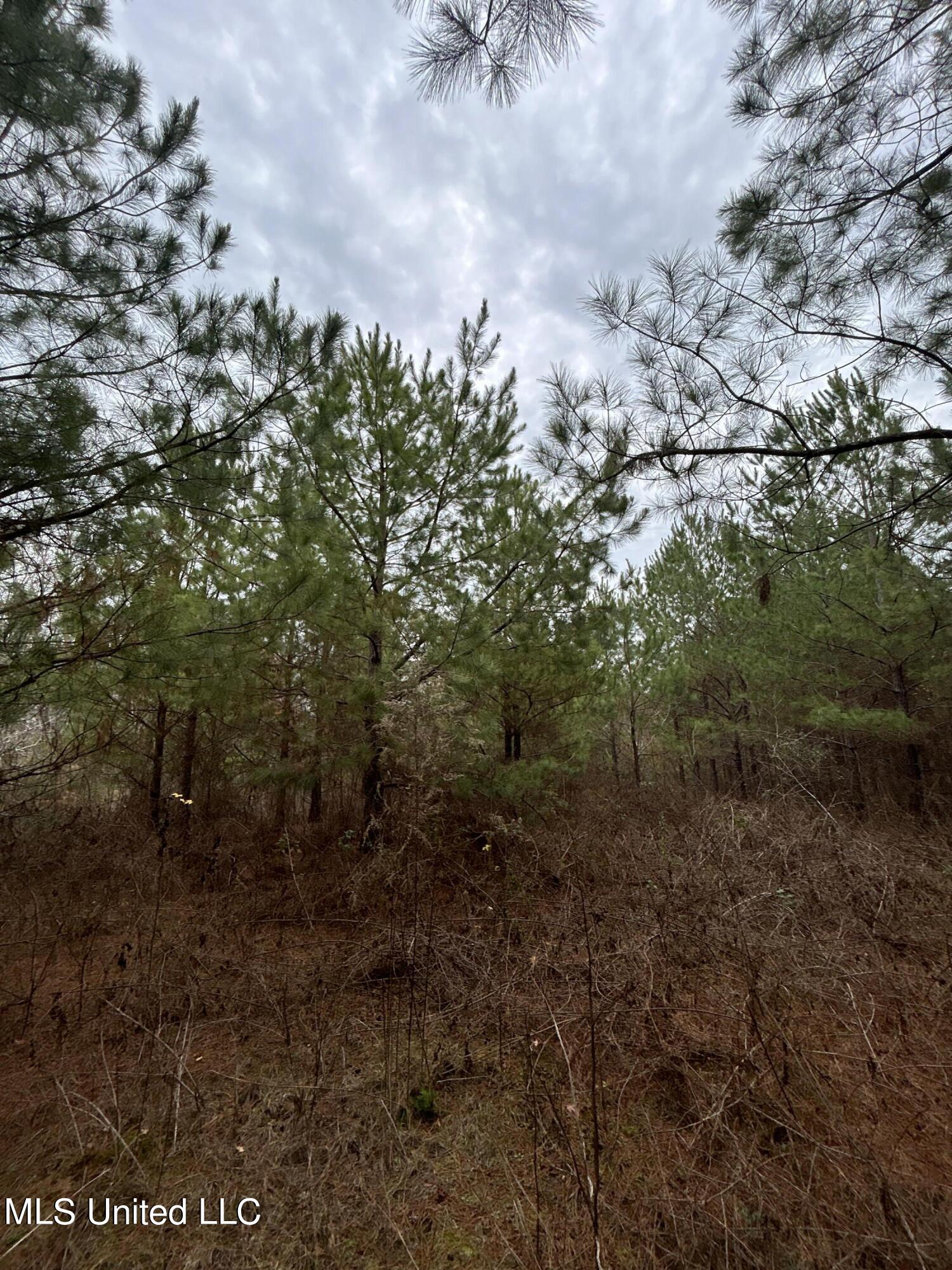 Lower Brookhaven Road Monticello, MS 39654 - Photo 4 of 9 Photo 4