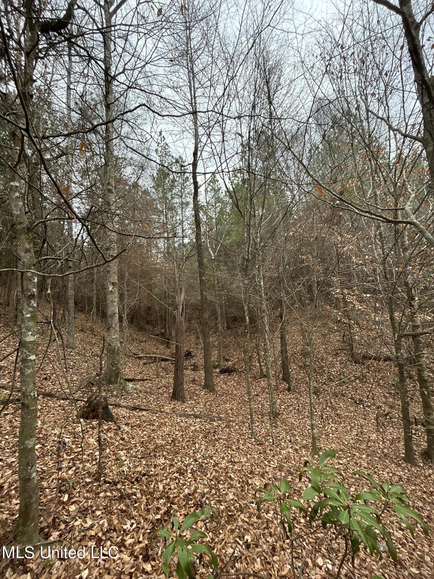 Lower Brookhaven Road Monticello, MS 39654 - Photo 5 of 9 Photo 5