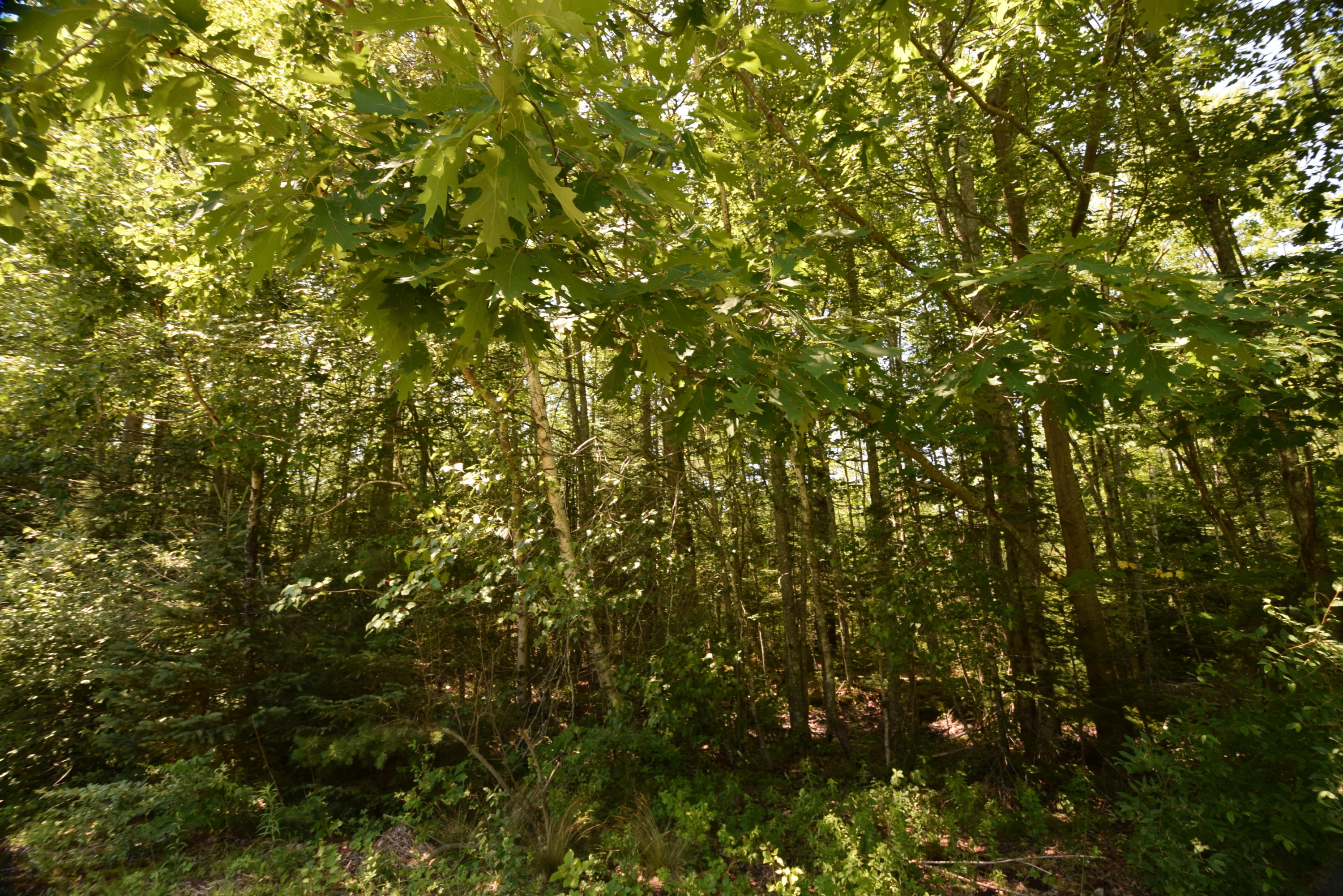 M5-l86a Johnson Mill Road Orrington, ME 04474 - Photo 11 of 18 Woods...
